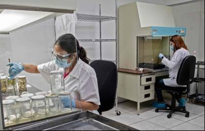 Cannabis pode reduzir dores causadas pelo câncer, mostra estudo